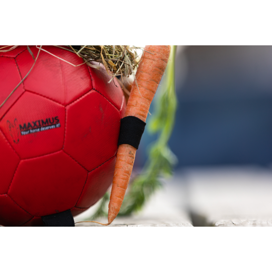 Maximus Fun Play Ball - paardendroom.be