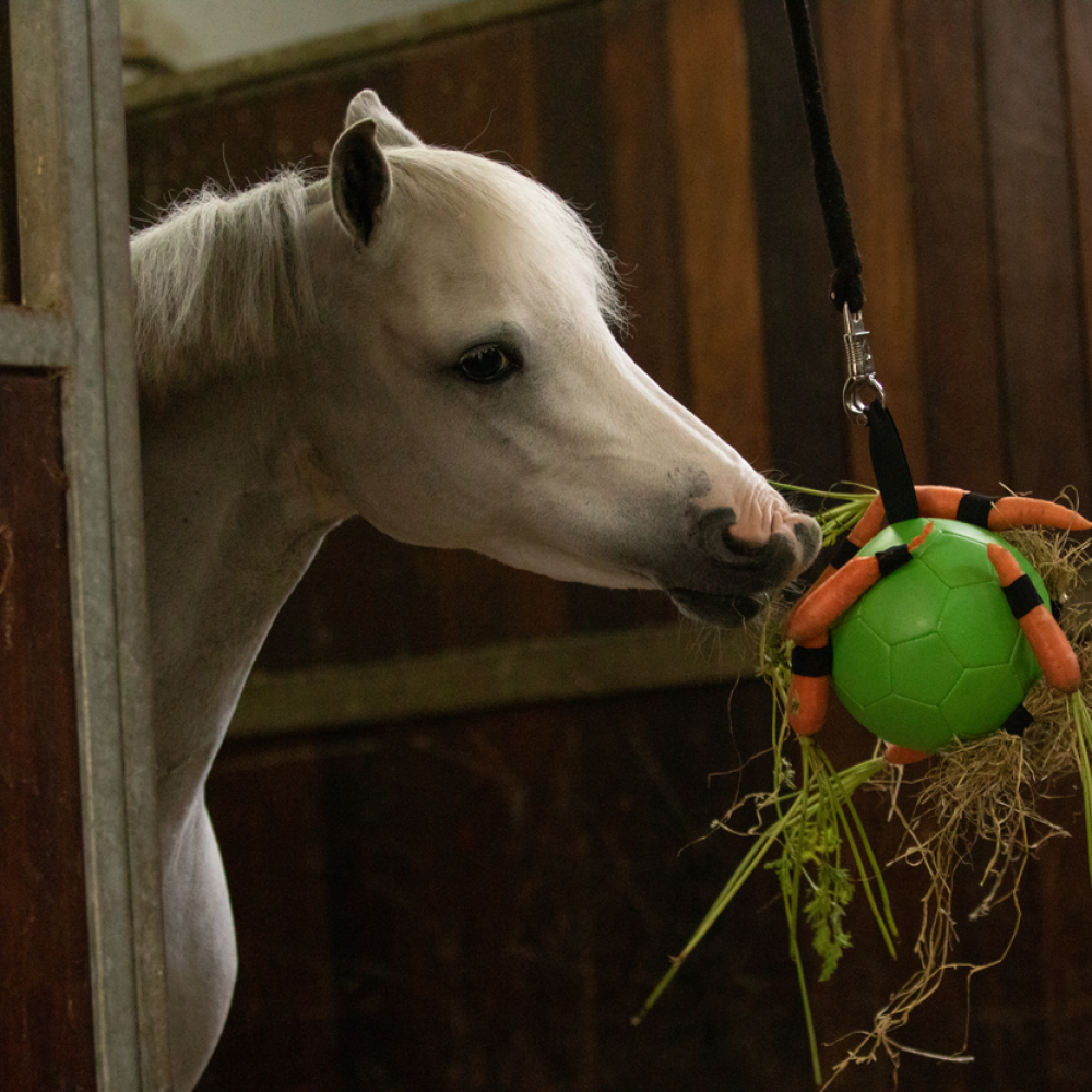 Maximus Fun Play Ball - paardendroom.be