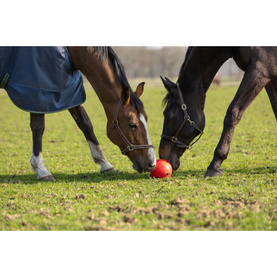 Maximus Fun Play Ball - paardendroom.be