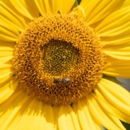 Zonnebloem zaden (Helianthus annuus) - paardendroom.be