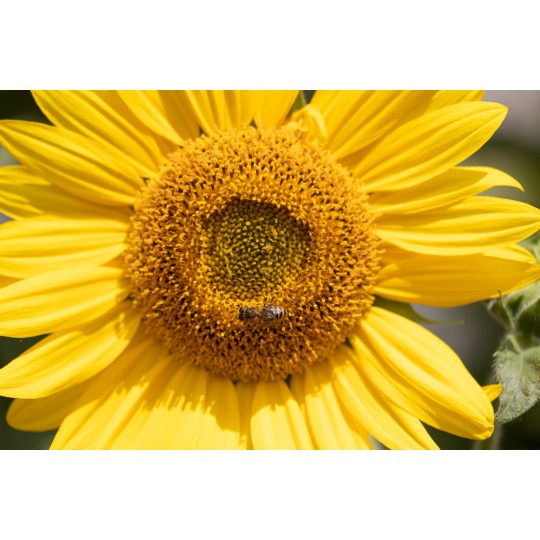 Zonnebloem zaden (Helianthus annuus) - paardendroom.be
