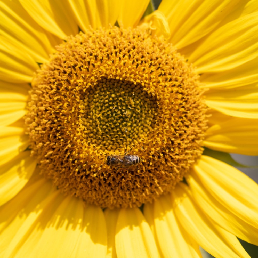Zonnebloem zaden (Helianthus annuus) - paardendroom.be