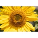 Zonnebloem zaden (Helianthus annuus) - paardendroom.be