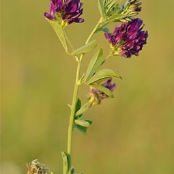 Luzerne (Medicago sativa) - zaden - paardendroom.be