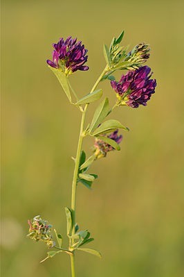 Luzerne (Medicago sativa) - zaden