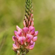 Esparcette (Onobrychis viciifolia) - paardendroom.be