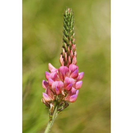 Esparcette (Onobrychis viciifolia) - paardendroom.be