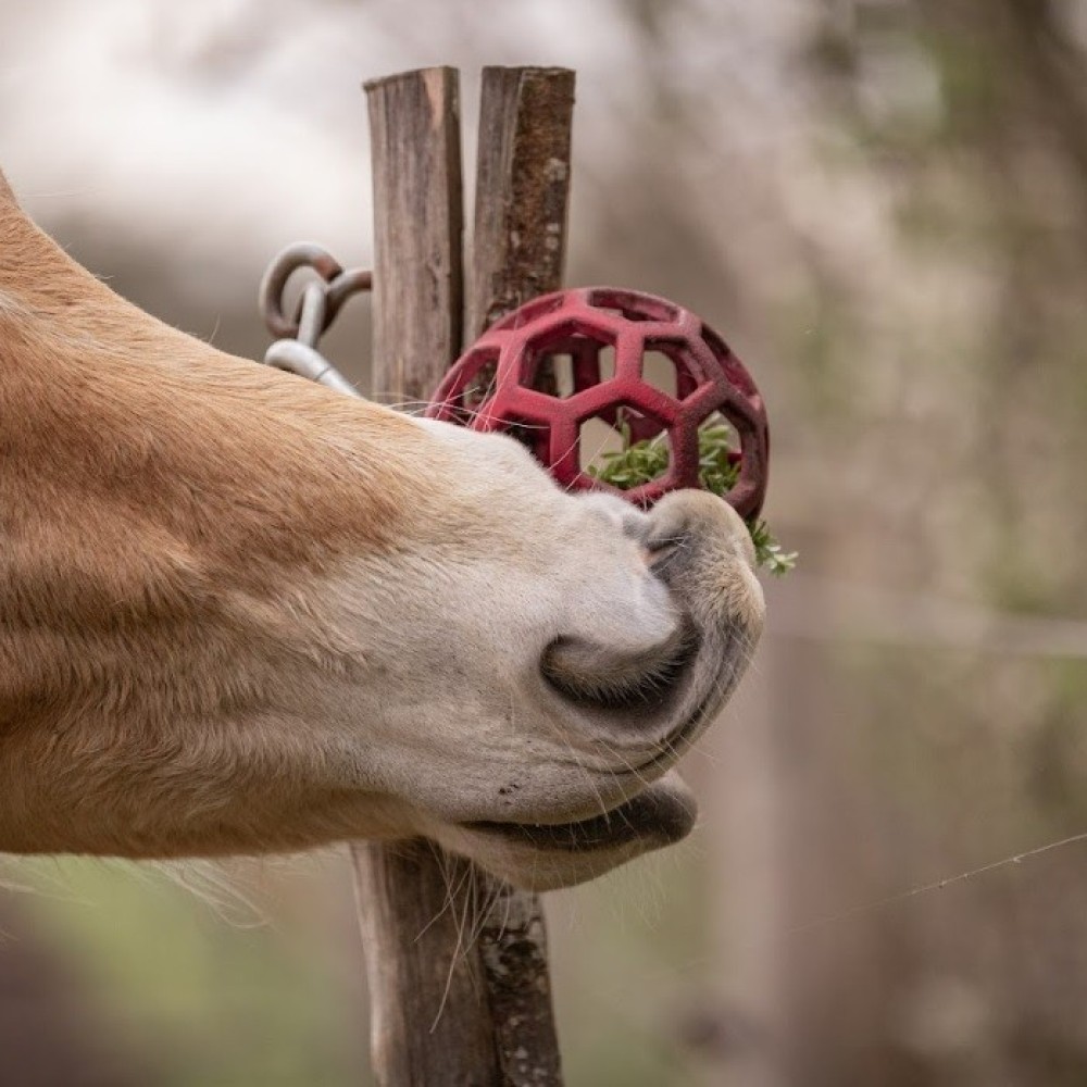 Flexivoerbal - verrijking voor pony's en paarden