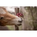 Flexivoerbal - verrijking voor pony's en paarden