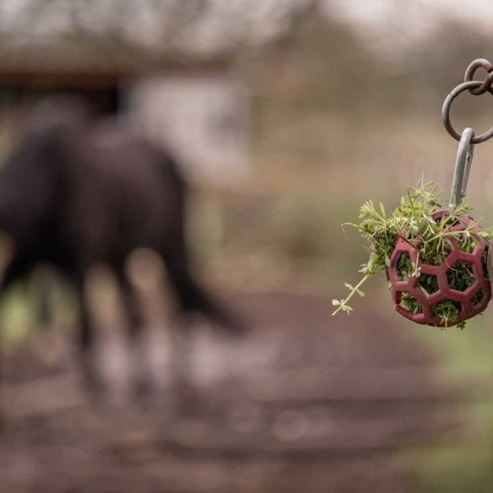 Flexivoerbal - verrijking voor pony's en paarden