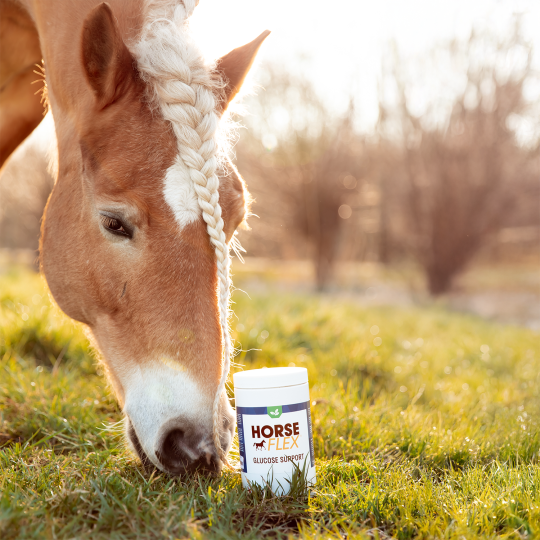 Glucose Support Horseflex