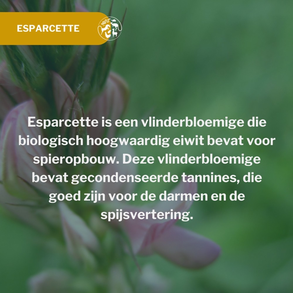 Metazoa BalanceFit Esparcette