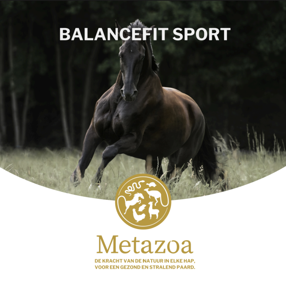 BalanceFit Sport Big Box - Metazoa