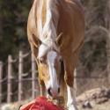 Fluffy Feeder - standaard mazen - paardendroom.be