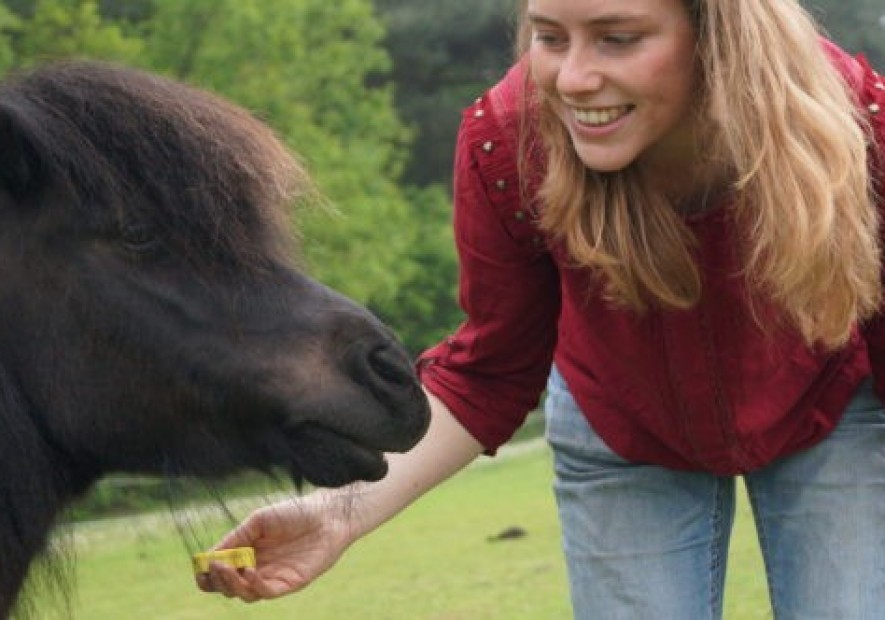 3 subtiele tekenen van spanning bij je paard tijdens grondwerk