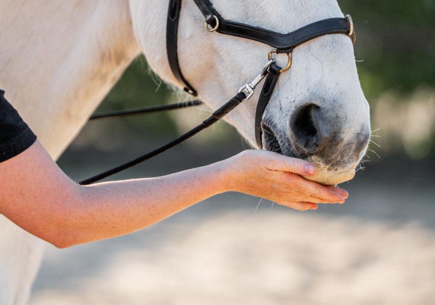 Het SEEKING syteem: geluk zit soms in een klein koekje.