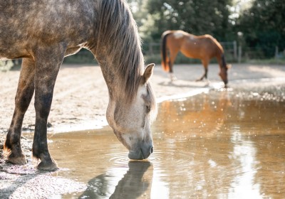 3 Kleine aanpassingen met een grote impact op het welzijn van je paard image