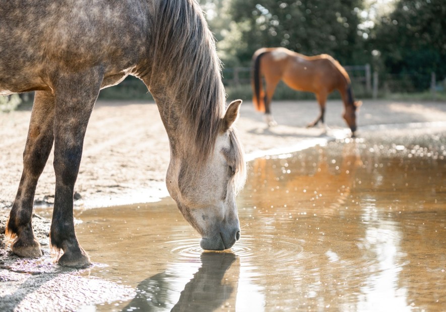 3 Kleine aanpassingen met een grote impact op het welzijn van je paard