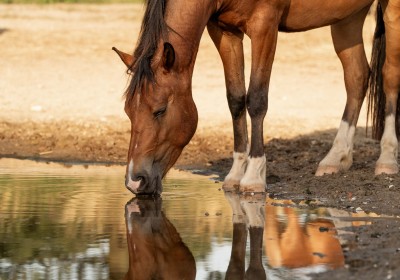 Paarden houden op een Paddock Paradise: hoe begin je eraan?